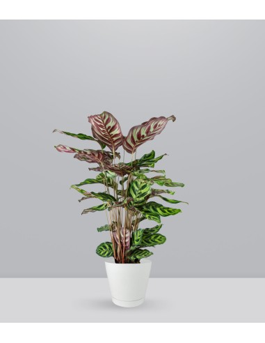 Calathea Makoyana | 80 cm