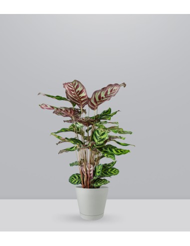 Calathea Makoyana | 80 cm
