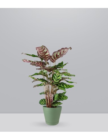 Calathea Makoyana | 80 cm