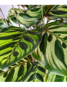 Calathea Makoyana | 80 cm 2