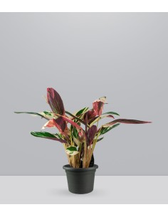 Calathea Triostar | 80 cm