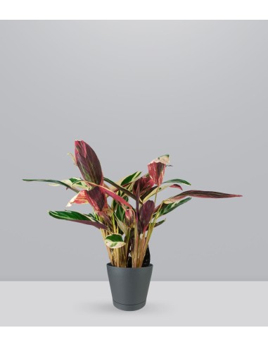 Calathea Triostar | 80 cm