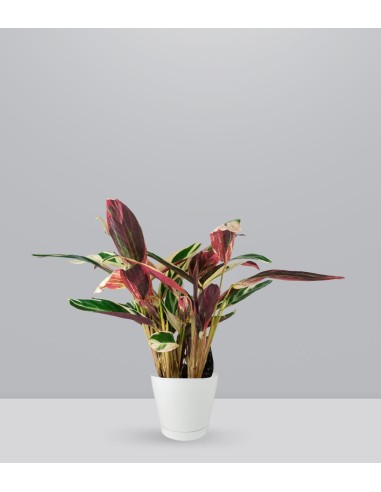 Calathea Triostar | 80 cm