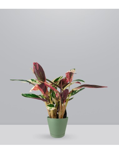 Calathea Triostar | 80 cm