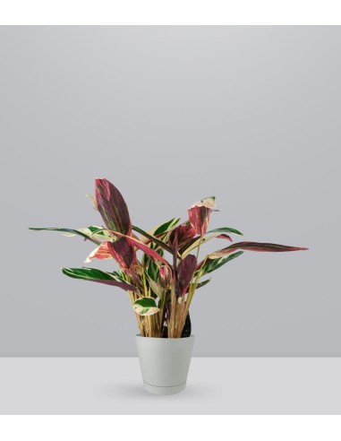 Calathea Triostar | 60 cm
