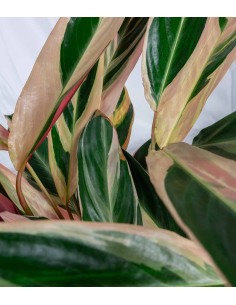 Calathea Triostar | 60 cm 2