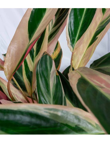Calathea Triostar | 80 cm
