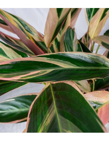 Calathea Triostar | 60 cm