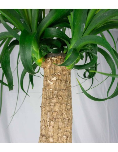 Beaucarnea Nolina o Pianta Mangiafumo...