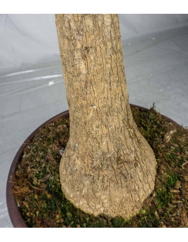 Beaucarnea Nolina | Pianta Mangiafumo...