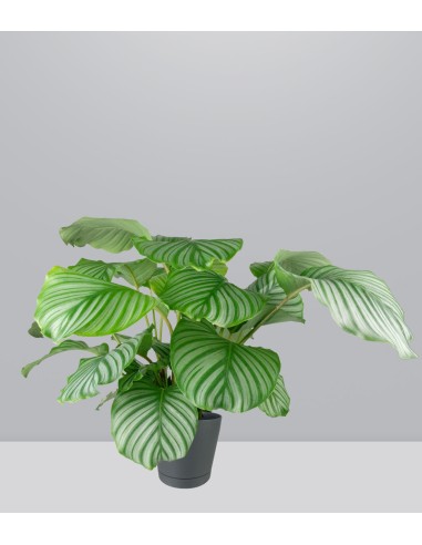 Calathea Orbifolia | 70 cm