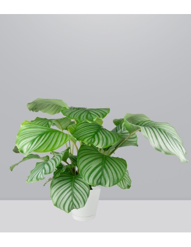 Calathea Orbifolia | 70 cm