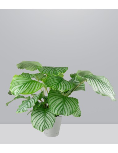 Calathea Orbifolia | 70 cm