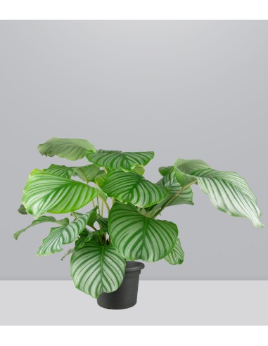 Calathea Orbifolia | 70 cm