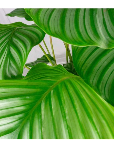 Calathea Orbifolia | 70 cm
