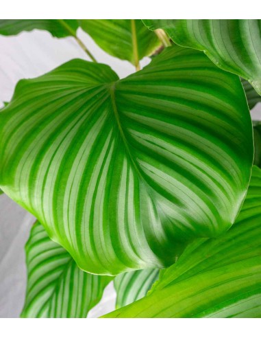 Calathea Orbifolia | 70 cm