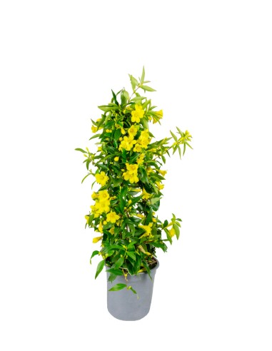 Gelsomino Giallo