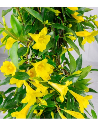 Gelsomino Giallo