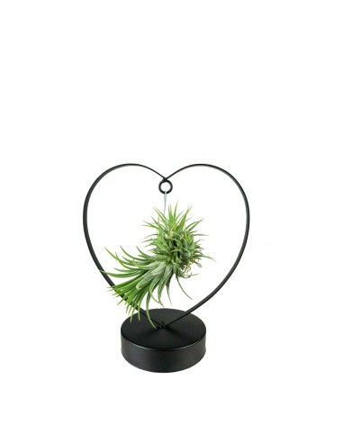 Tillandsia con supporto a Cuore nero