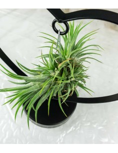 Tillandsia con supporto a... 2