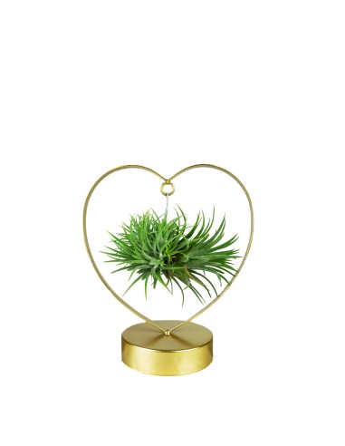 Tillandsia con supporto a Cuore oro