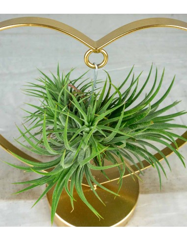 Tillandsia con supporto a Cuore oro
