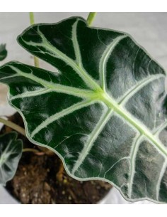 Alocasia Polly 2