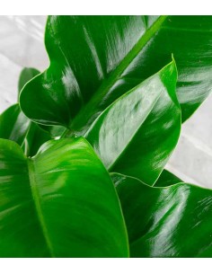 Filodendro Imperial Green 2