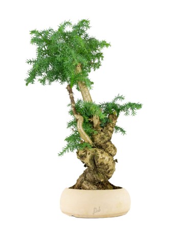 Araucaria Bonsai