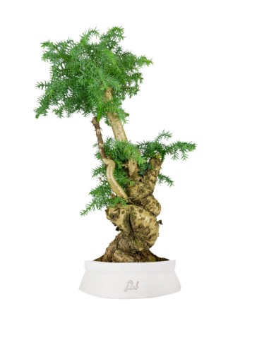 Araucaria Bonsai
