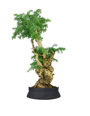 Araucaria Bonsai