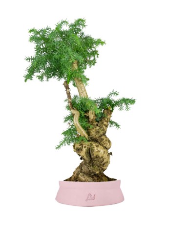 Araucaria Bonsai