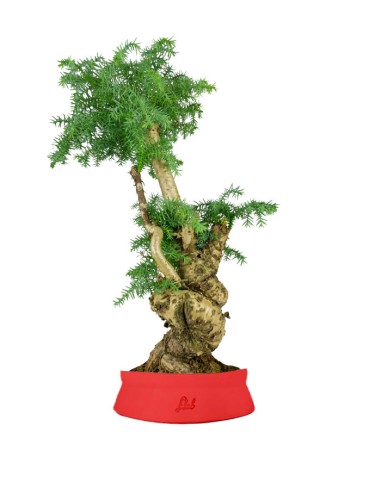 Araucaria Bonsai