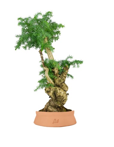 Araucaria Bonsai