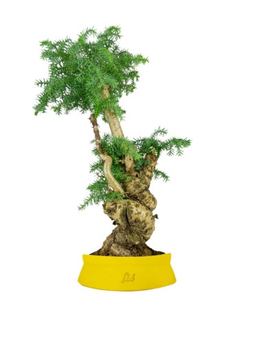 Araucaria Bonsai