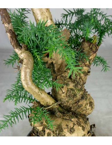 Araucaria Bonsai