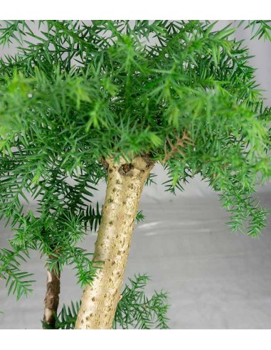 Araucaria Bonsai