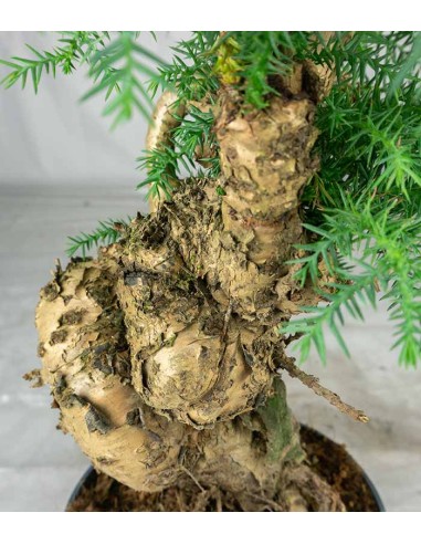 Araucaria Bonsai