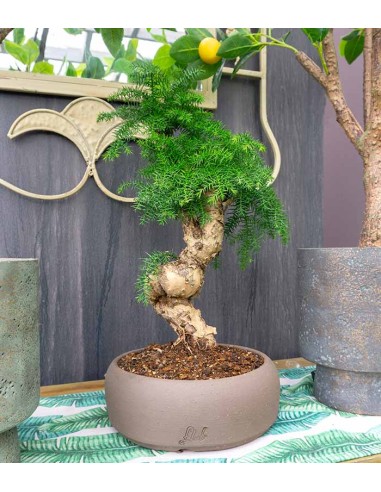 Araucaria Bonsai