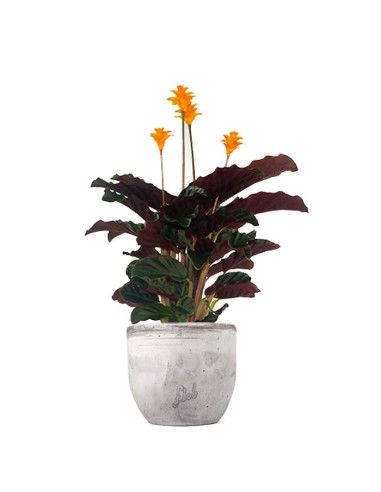 Calathea Crocata
