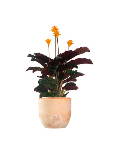 Calathea Crocata