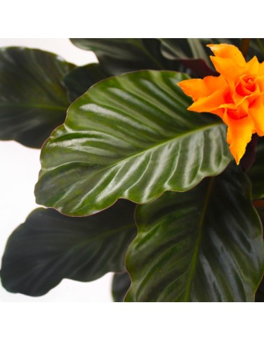 Calathea Crocata