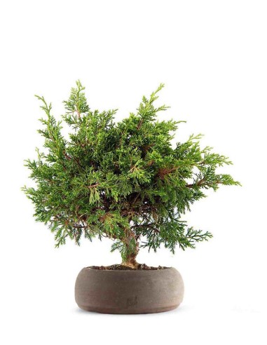 Ginepro Chinensis Itoigawa Bonsai