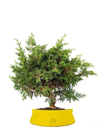 Ginepro Chinensis Itoigawa Bonsai