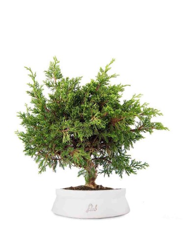 Ginepro Chinensis Itoigawa Bonsai