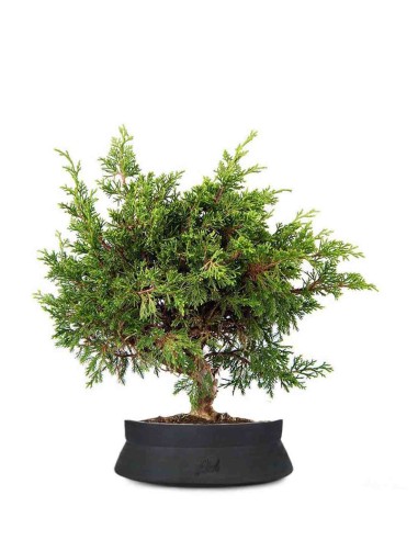 Ginepro Chinensis Itoigawa Bonsai