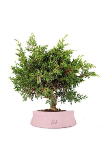 Ginepro Chinensis Itoigawa Bonsai
