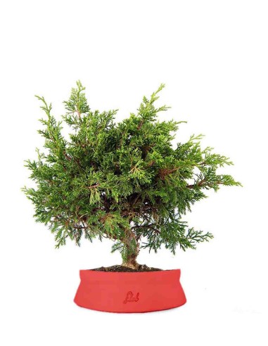 Ginepro Chinensis Itoigawa Bonsai