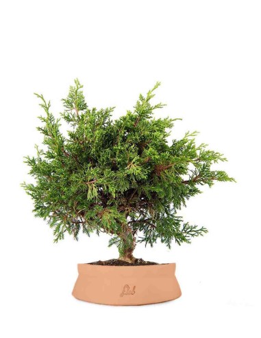 Ginepro Chinensis Itoigawa Bonsai