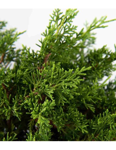 Ginepro Chinensis Itoigawa Bonsai